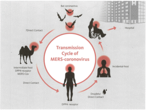 How Coronavirus is Transmitted